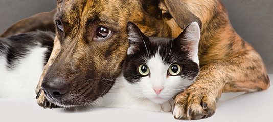 Botti di Capodanno: AIDAA, “migliaia di cani e gatti fuggiti, 360 morti o dispersi”