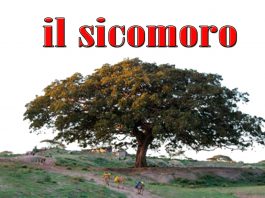 Il Sicomoro puntata di venerdì 31 gennaio