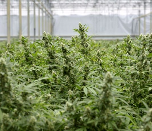 “Produrre cannabis terapeutica anche in Sicilia”: mozione di De Luca (M5S)