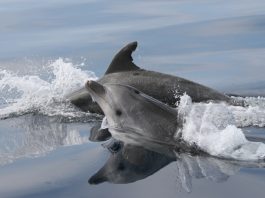 Studiare i cetacei nello Stretto di Messina
