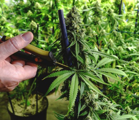 Coltivava marijuana in casa: arrestato trentenne, 7 piante sequestrate