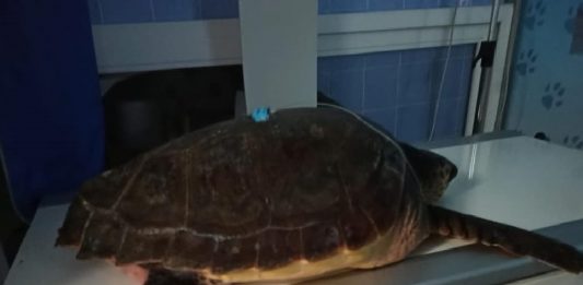 Salvato esemplare di Caretta caretta di 25 anni aveva ingerito un amo. Adesso in terapia intensiva