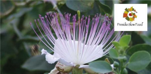 L’intervista a Maurizia De Lorenzo: “Consorzio tutela Cappero di Salina prende le distanze dal Cappero delle Eolie DOP”