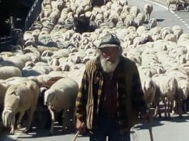 Vangelo Ora: fuori tutti… seguendo il Pastore