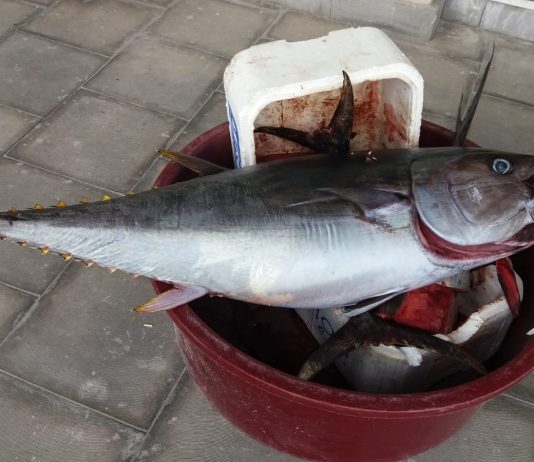 Sequestrato in una pescheria del centro tonno rosso venduto senza tracciabilità