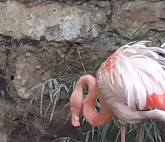 Natura: al Parco Orleans la straordinaria nascita di un fenicottero