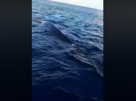 Balena nello Stretto: lo stupore di due pescatori (video)
