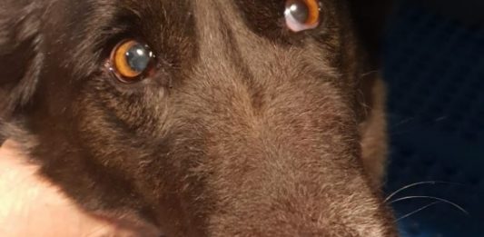 Patti, cane ucciso a fucilate e gettato nel fiume