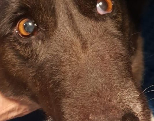 Patti, cane ucciso a fucilate e gettato nel fiume