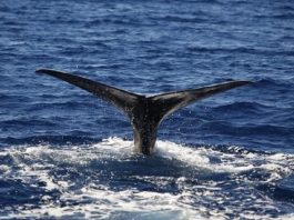 (Il video) Storia a lieto fine per un branco di capodogli avvistato al largo delle coste di Lipari