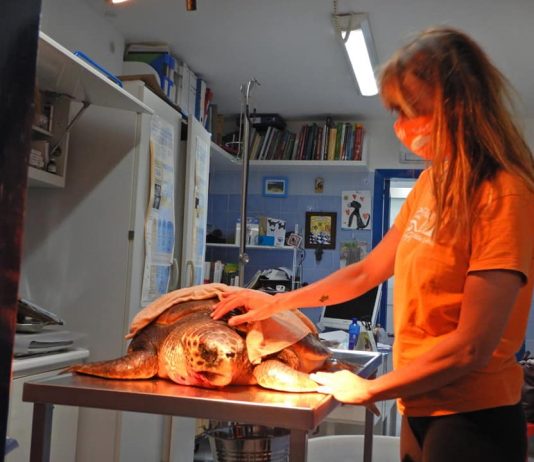 Freedom sta meglio e il 19 giugno tornerà in mare