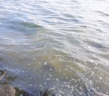 Lo scarico acque della piscina di una villa inquina il lago di Ganzirri. Denunciati i proprietari