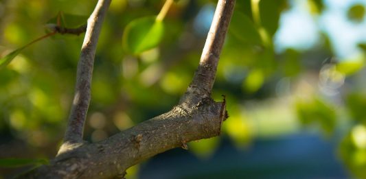 Riqualificazione verde urbano: limitazioni in Via La Farina e un tratto di Viale Principe Umberto