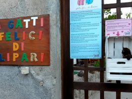 Enpa sezione Isole Eolie, lancia un appello: “Abbiamo bisogno dell’aiuto di tutti”