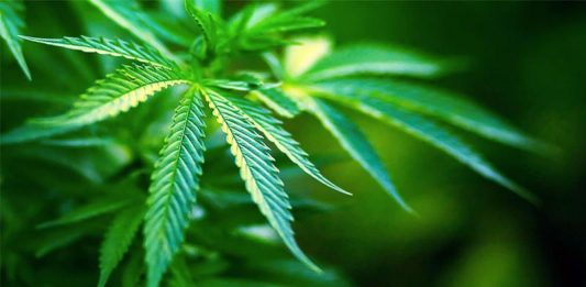 Fondo Fucile, sequestrata canapa indiana