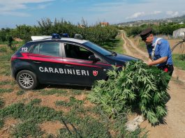 San Pier Niceto: coltiva piante di Cannabis. Arrestato dai Carabinieri