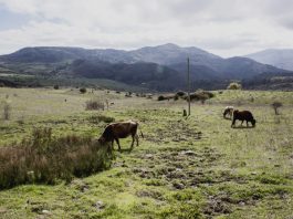 Mafia nei Nebrodi: 14 avvisi di garanzia, truffa all’Ue da 2,5 mln per uso pascoli