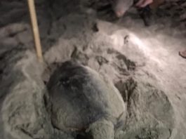 San Vito Lo Capo, avvistata una tartaruga caretta caretta