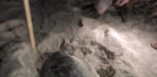 San Vito Lo Capo, avvistata una tartaruga caretta caretta