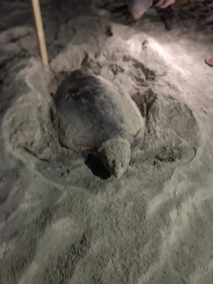 tartaruga