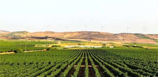 Vendemmia verde,15,5 mln euro per viticoltori siciliani