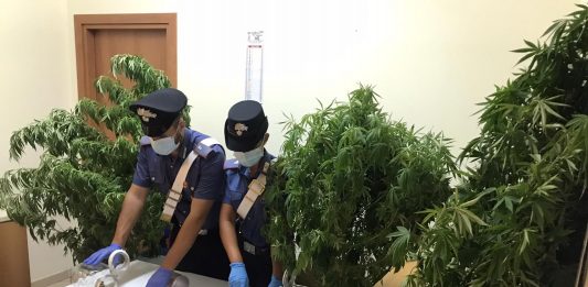 Capo d’Orlando (ME): coltiva cannabis in casa, arrestato e denunciata la moglie
