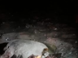 Tartaruga depone uova sulla spiaggia di San Saba