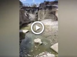 Pesci morti e acque inquinate all’Alcantara, la denuncia di Foti (Attiva Sicilia): “Uno scempio”