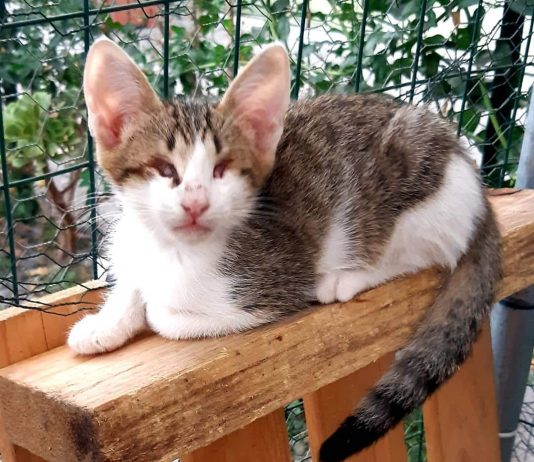 Lipari, gattino cieco abbandonato trova casa a Milano