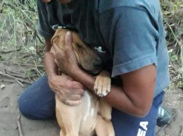 Lipari, dopo ore di agonia volontari Enpa liberano cane intrappolato in una tagliola