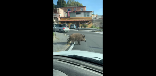 Messina, Cinghiale avvistato a Ritiro