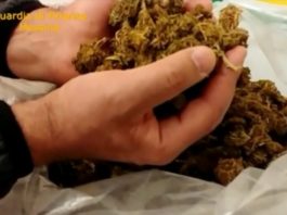 Le unità cinofile della GDF “fiutano” 5 kg di marijuana, dalla Sardegna arrivati con una normale spedizione
