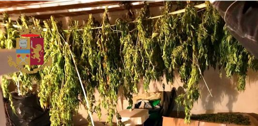 Serra artigianale di marijuana a Santa Lucia Sopra Contesse, sequestrati 8 chili: arrestata trentunenne