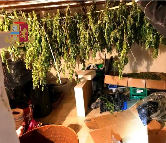 Serra artigianale di marijuana a Santa Lucia Sopra Contesse, sequestrati 8 chili: arrestata trentunenne