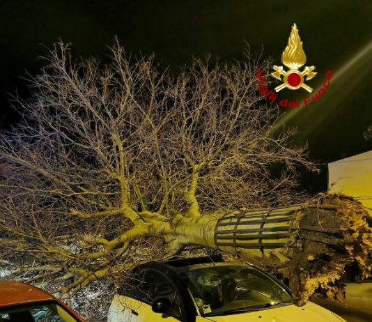 Maessina: forte vento nella notte causa caduta alberi su auto e tir (Foto)