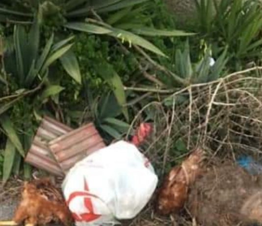 Torre faro discarica con carcasse di galline