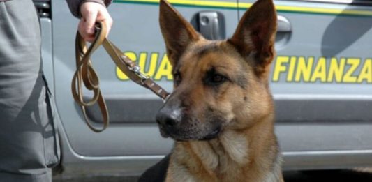 Porto di Tremestieri: 35 kg di marijuana nascosti in un camion, due arresti