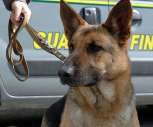 Porto di Tremestieri: 35 kg di marijuana nascosti in un camion, due arresti