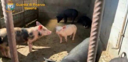 Allevamenti lagher a Mongiuffi Melia: animali maltrattati e macellati abusivamente