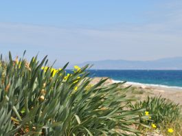 La flora psammofila del litorale ionico messinese, passeggiata e appello di Pro Loco Messina Sud