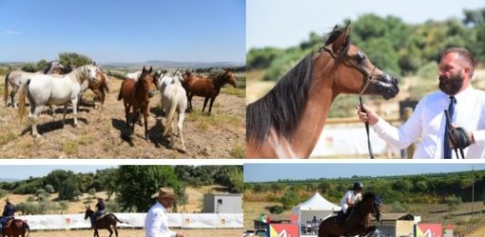Conclusa la Fiera Mediterranea del Cavallo, Ambelia proiettata verso i circuiti sportivi internazionali