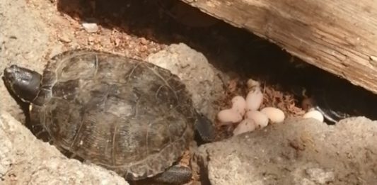 Tartaruga depone uova a Villa Mazzini, destino segnato per quei piccoli?