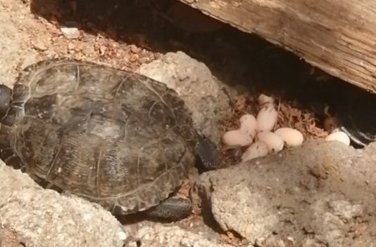 Tartaruga depone uova a Villa Mazzini, destino segnato per quei piccoli?