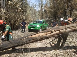 Emergenza incendi, 25 Carabinieri forestali per la Sicilia e aiuti per gli allevatori danneggiati