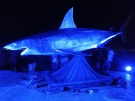 Lo Squalo “Pasqualina” di Fabio Pilato ancora in mostra fino al 30 Agosto