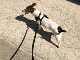 Sicilia, le nuove regole per passeggiare col cane in zona gialla