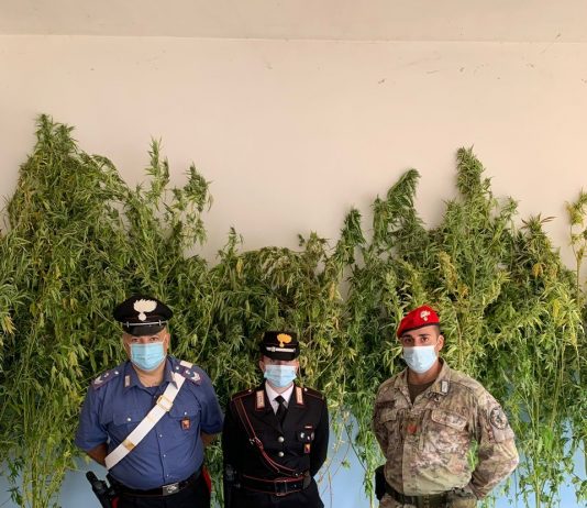 Tortorici, coltivava canapa tra la macchia mediterranea