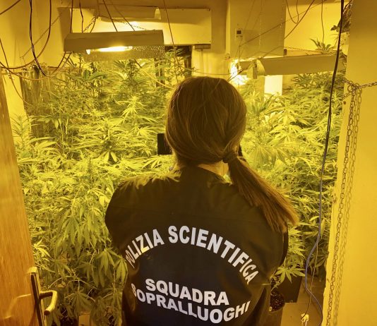 Coltivava cannabis in casa, arrestato