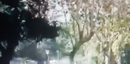 Video e poesia ad hoc: De Luca usa la gogna mediatica contro un libraio oppositore ed è polemica