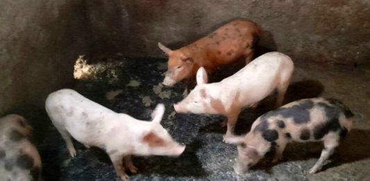 Maxi discarica abusiva usata come allevamento, scatta il sequestro e la denuncia